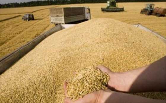   مصر اليوم - محافظ الغربية: توريد 159 ألف طن قمح للمطاحن والجمعيات