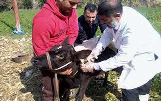   مصر اليوم - تنظيم قوافل بيطريّة علاجيّة لقرى ومراكز محافظة البحيرة