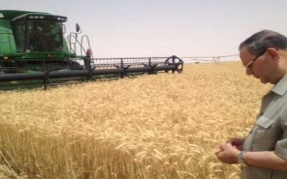  مصر اليوم - الانتهاء من حصاد 99% من المساحات المزروعة بالقمح