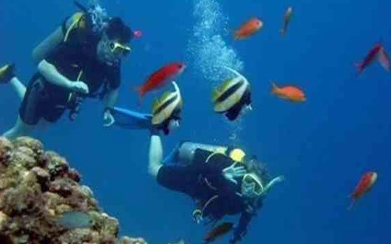 مصر اليوم - رسالة من 3000 غطاس في الغردقة إلى العالم أن مصر آمنة