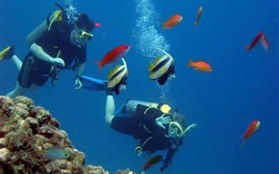   مصر اليوم - مهرجان الغردقة للغوص الدولي يطالب بتنمية وتنشيط السياحة