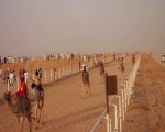   مصر اليوم - سباقات الهجن للمصيف في الطائف تتواصل في أسبوعها الثاني