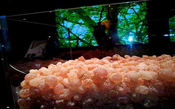   مصر اليوم - استقرار أسعار المحاصيل في سوق النهود السوداني