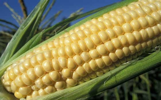   مصر اليوم - إنخفاض أسعار الذرة في الأسواق العالمية