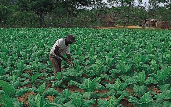   مصر اليوم - منتجو التبغ في كينيا يهددون بالتوقف عن توريده بسبب تراكم المديونية