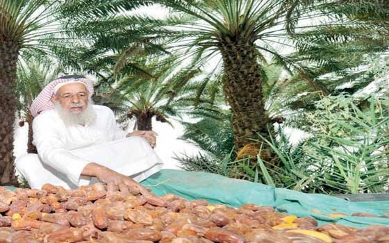  مصر اليوم - بيشة السعودية تنتج أكثر من 50 ألف طن من التمور