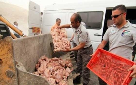   مصر اليوم - تذمُّر كبير في غزَّة بعد ضبط كمِّيَّات كبيرة من الدَّجاج النَّافق