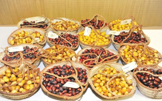   مصر اليوم - انطلاق فعاليات مهرجان ليوا للرطب تموز القادم