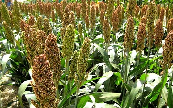   مصر اليوم - أسعار السمسم والذرة في أسواق القضارف السودانية