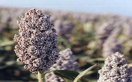   مصر اليوم - أرتفاع أسعار الذرة في أسواق القضارف السودانية