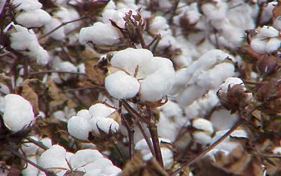   مصر اليوم - إستقرار الصمغ العربي وإرتفاع القطن في الأسواق العالمية