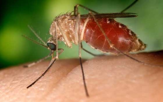   مصر اليوم - مهرجان أفلام الباحثين الوثائقي المقام في فرنسا يدور حول الإنسان والكون