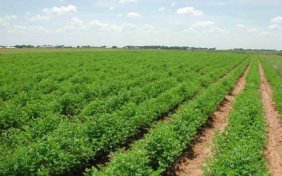   مصر اليوم - توزيع 17 تراكتورًا زراعيًا للمزارعين في سنار السودانية