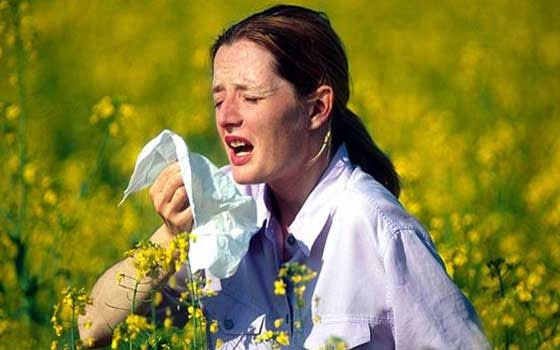   مصر اليوم - تأثير حمى القش على القيادة يضاهي الكحوليات