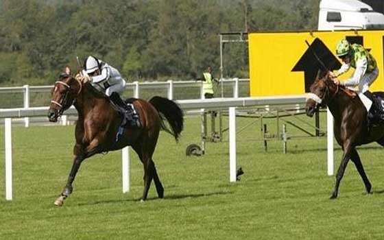   مصر اليوم - مهرجان منصور بن زايد العالمي للخيول العربيَّة يصل محطة أمستردام