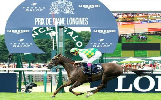   مصر اليوم - داربي قطر للخيل العربية الأصيلة في فرنسا الأحد