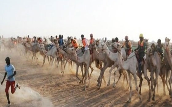   مصر اليوم - سباقات الهجن للمصيف بالطائف تتواصل في أسبوعها الثاني بجزئها الثاني