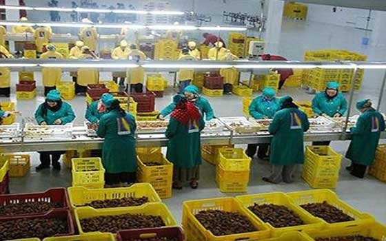   مصر اليوم - صادرات تونس من التمور توفر عائدات بمبلغ 314 مليون دينار