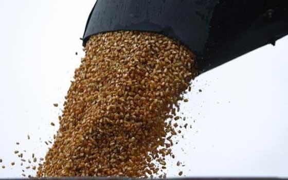   مصر اليوم - تونس تحتاج إلى استيراد 1.6 مليون طن حبوب هذا الموسم