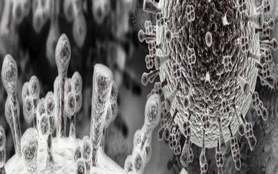   مصر اليوم - العالم كاواكو يعيد تمثيل 97% من فيروس الأنفلوانزا الأسبانية