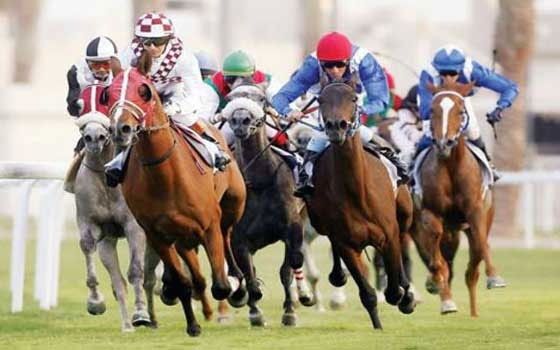   مصر اليوم - سباق كأس قطر للخيل العربية الأصيلة بفرنسا