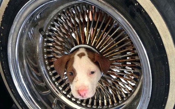   مصر اليوم - رجال الاطفاء يحررون كلبًا عالقًا في إطار سيارة بالزيت