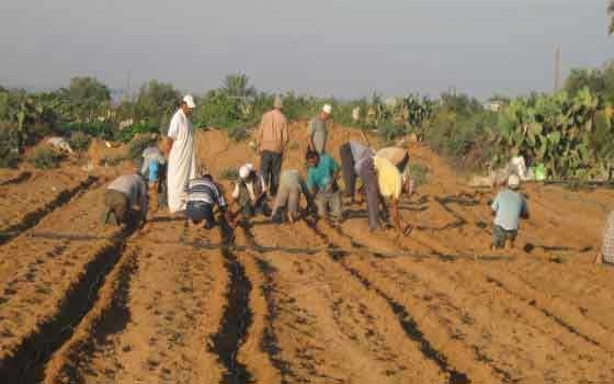   مصر اليوم - الزكاة في أبوجبيهة يكمل استعداداته لزراعة مشاريع زراعية للفقراء