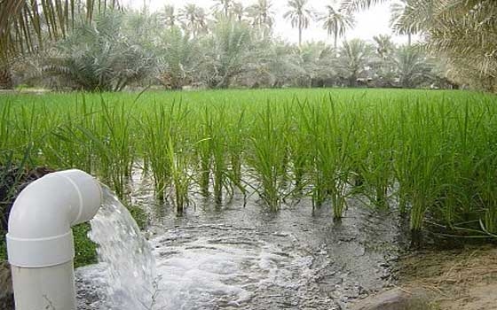   مصر اليوم - ورشة عمل حول مشاكل الري في مشروع الجزيرة السودانية
