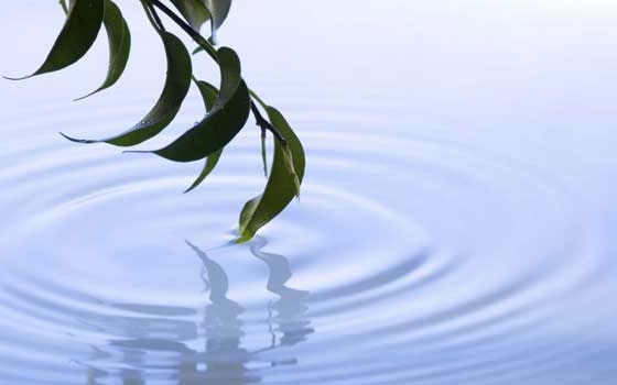   مصر اليوم - البيئة والمياه تنظم ورشة للتعريف بقانون المدخلات والمنتجات العضوية