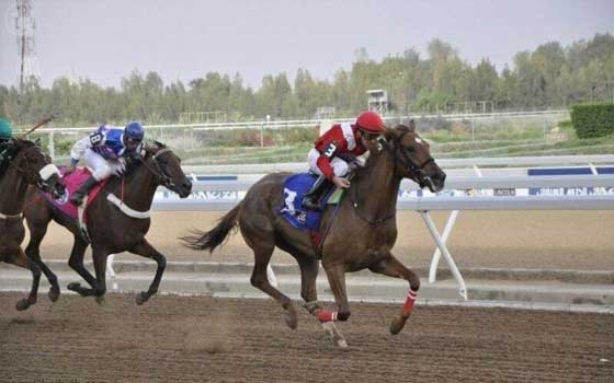   مصر اليوم - نادي الفروسية في الطائف السعودية يقيم حفل سباقه 13