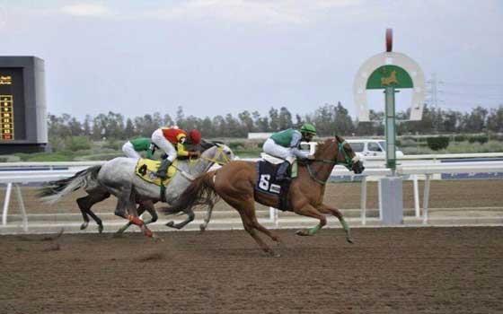   مصر اليوم - إختتام سباقات نادي الفروسية للمصيف في السعودية