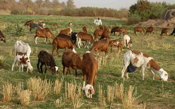   مصر اليوم - وزارة الثروة الحيوانية السودانية  تدشن المشروع القومي لنقل التقانة