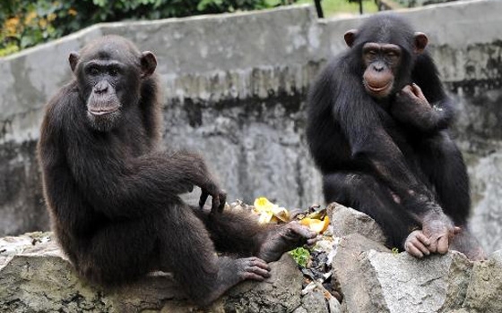   مصر اليوم - الأستغلال المفرط للموارد يهدد بالقضاء على القرود على الأرض