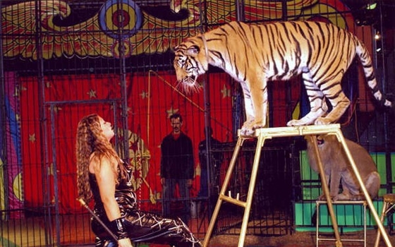   مصر اليوم - السيرك القومي يواصل تقديم فقراتة في العجوزة