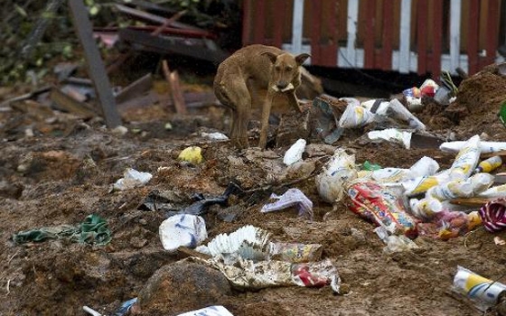   مصر اليوم - كلب يفترس رضيعة في منطقة جبلية غرب رام الله