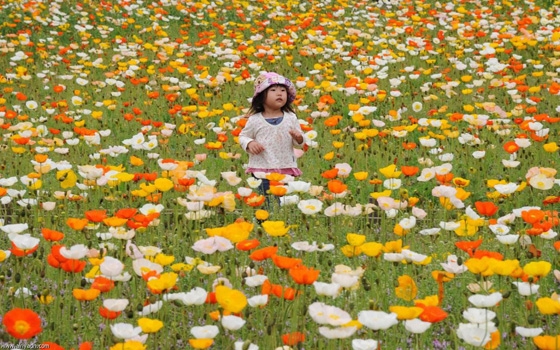   مصر اليوم - الزهور تساعد على توازن المشاعر وضبط الحالة العاطفيَّة