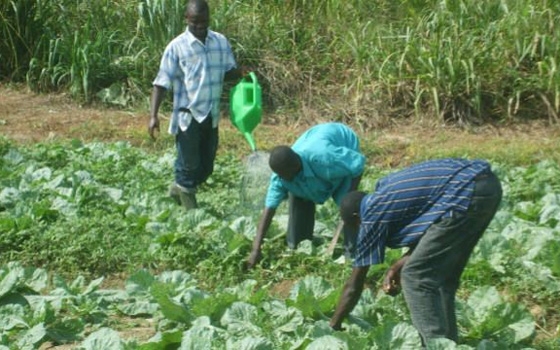   مصر اليوم - البنك الدولي يخصص 459 مليون دولار للزراعة في نيجيريا