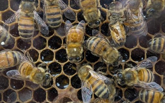   مصر اليوم - أوباما يأمر بإعادة درس أثار المبيدات على النحل