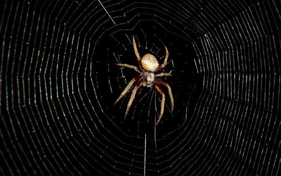   مصر اليوم - العنكبوت لدية القدرة على الأنقضاض على فريستة الأكبر منة