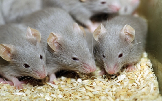   مصر اليوم - تجارب حديثة على الفئران تثبت تحقيق حلم أكسير الشباب