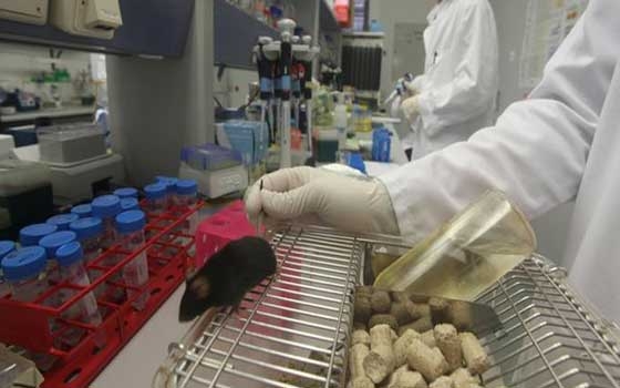   مصر اليوم - تجارب أميركيّة على الفئران لإعادة الشباب عن طريّق نقل الدم