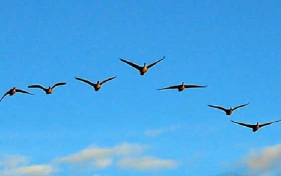   مصر اليوم - رسم خريطة للماشية والطيور التي تمثل مصدرًا للطاقة العضوية