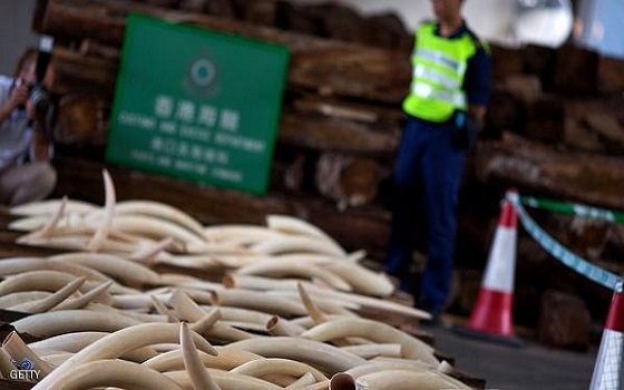   مصر اليوم - الصين تبدأ حملة مشددة جديدة ضد تهريب العاج