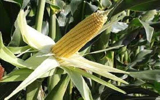   مصر اليوم - مركز الأبيض الزراعي في السودان ينجح في زراعة هجين الذرة