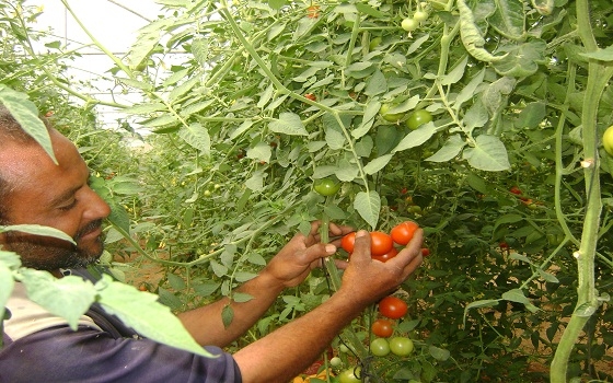   مصر اليوم - دعوة لتعزيز الشراكة والتكامل الزراعي مع وزارة الزراعة في غزة