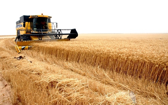   مصر اليوم - تكريم لأفضل مزارع منتج للقمح بالسودان منتصف يونيو الجاري