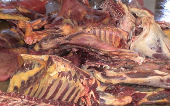   مصر اليوم - ضبط كميات من اللحوم غير صالحة للاستهلاك الآدمى في أسيوط