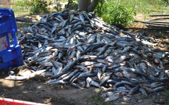 مصر اليوم - مصادرة 2531 كيلوجراماً أسماك غير صالحة للاستهلاك الآدمي بالمنيا