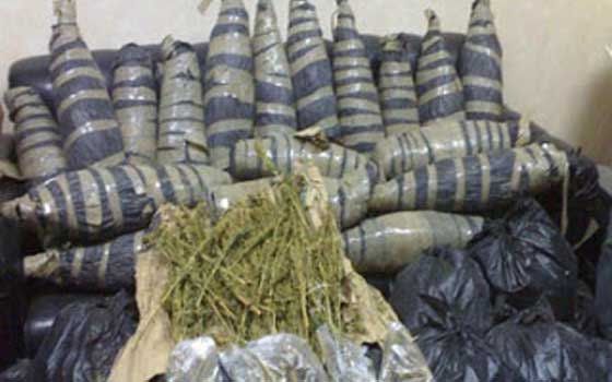   مصر اليوم - إحباط تهريب 5 أطنان بانجو في بورسعيد قادمة من سيناء