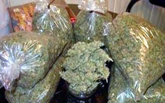   مصر اليوم - إحباط محاولة ترويج 70 كيلو جرام بانجو في أسوان